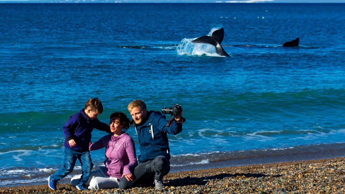 Dónde está la playa argentina en la que se puede avistar ballenas gratis desde la costa