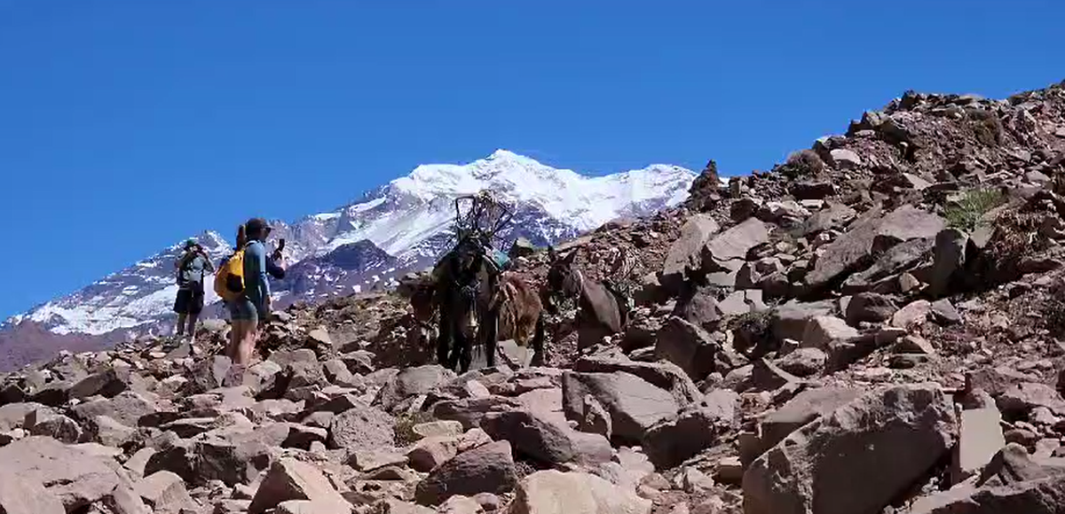 El Aconcagua abre una nueva temporada con multas de hasta $25 millones por maltrato a mulas de carga