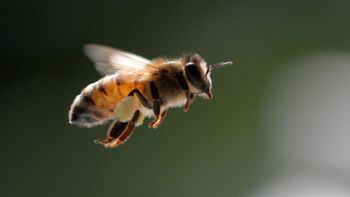 Si ves una abeja merodeando tu casa te contamos qué significa y por qué es bueno Si ves una abeja merodeando tu casa te contamos qué significa y por qué es bueno