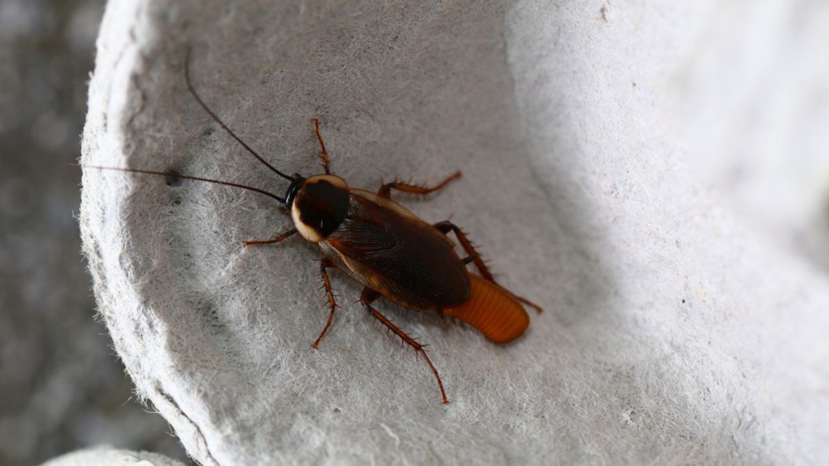 Las cucarachas son una de las plagas más comunes en casa. Las cucarachas son una de las plagas más comunes en casa. 