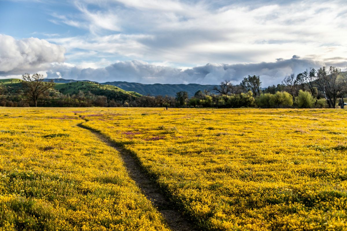 La primavera volverá a la ciudad de California