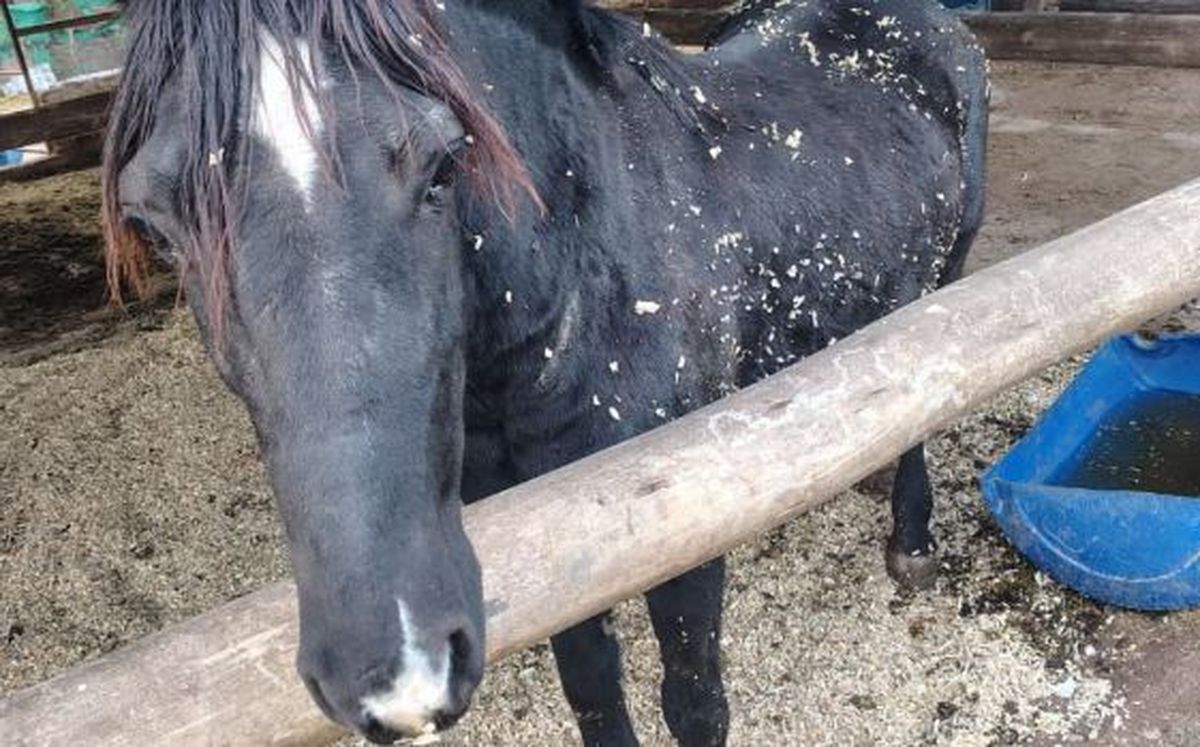 Un fallo judicial reconoció el maltrato que sufrían dos yeguas en Mendoza.