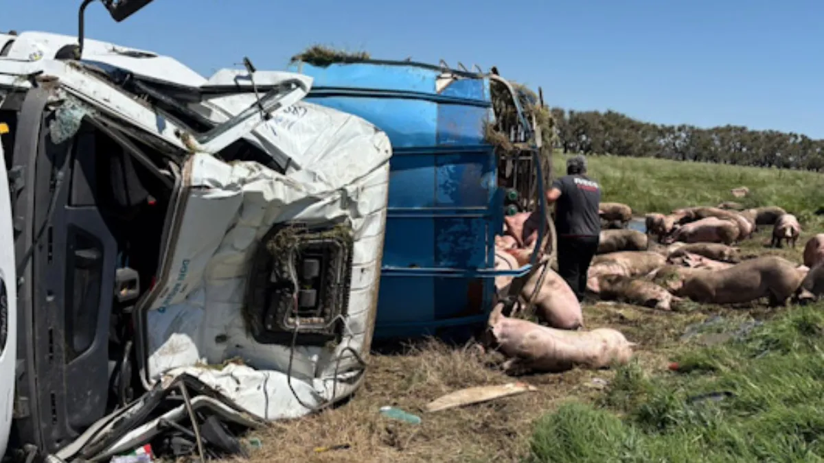 Vuelco y saqueo. Un cami&oacute;n que llevaba cerdo volc&oacute; en la Ruta 7 y la gente se llev&oacute; la carga.&nbsp;