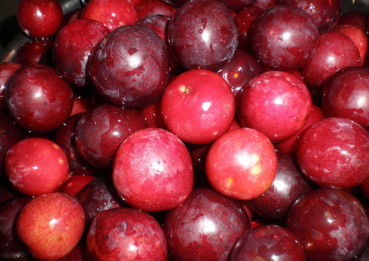 La ciruela es una fruta con muchísimas propiedades beneficiosas, además de que tiene buen sabor. La ciruela es una fruta con muchísimas propiedades beneficiosas, además de que tiene buen sabor.