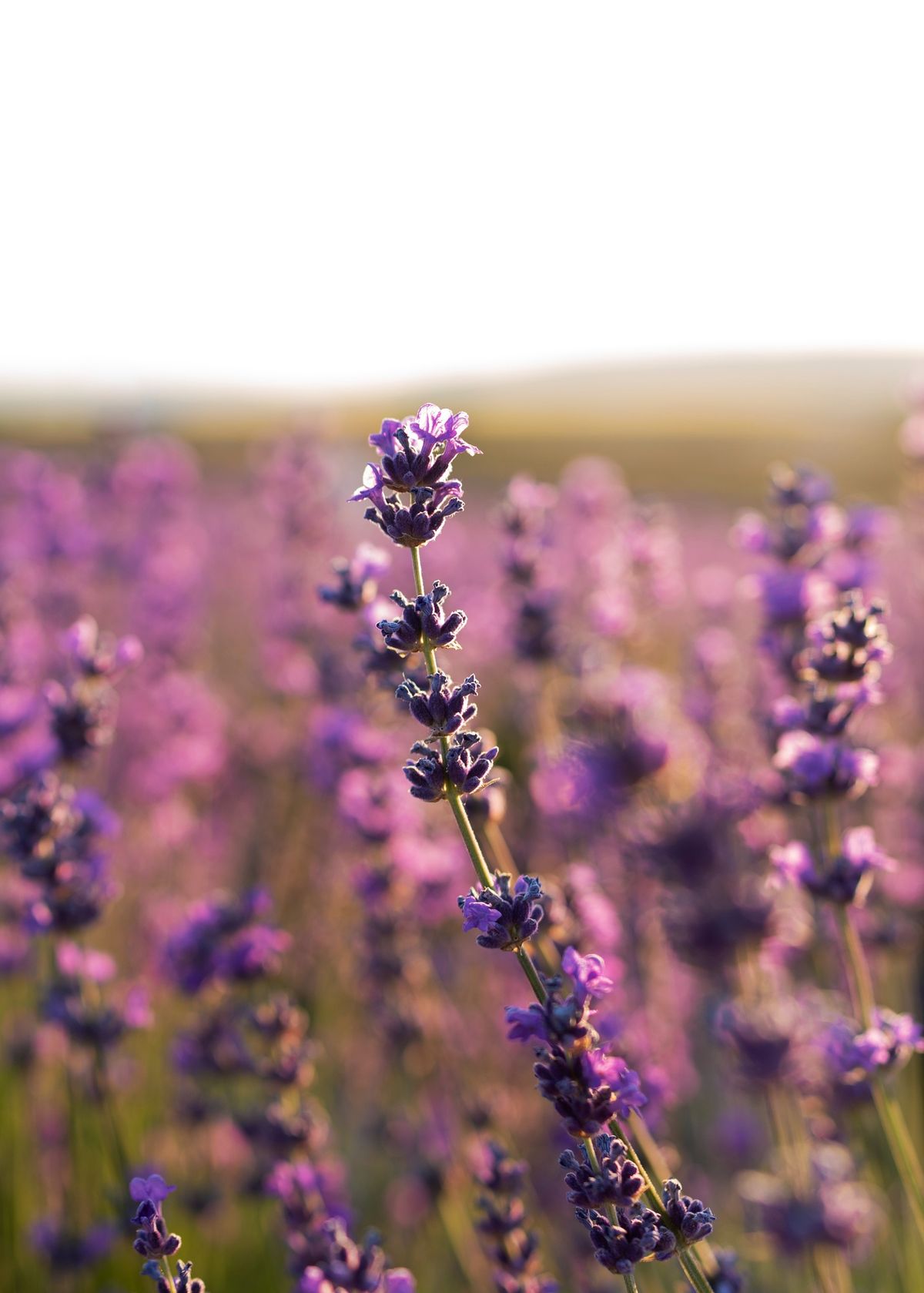 La planta de lavanda tiene una fragancia floral, fresca y ligera, con matices herbáceos, amaderados y dulces. Imagen: Pexels. La planta de lavanda tiene una fragancia floral, fresca y ligera, con matices herbáceos, amaderados y dulces. Imagen: Pexels.