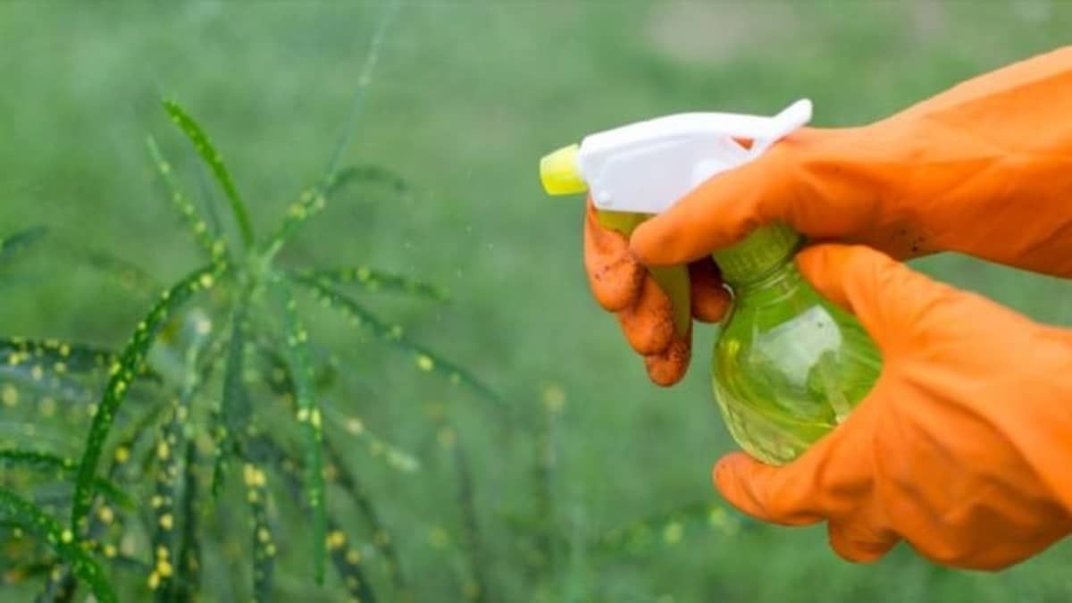 Colocar vinagre blanco en el césped: por qué recomiendan hacerlo y para qué sirve Colocar vinagre blanco en el césped: por qué recomiendan hacerlo y para qué sirve