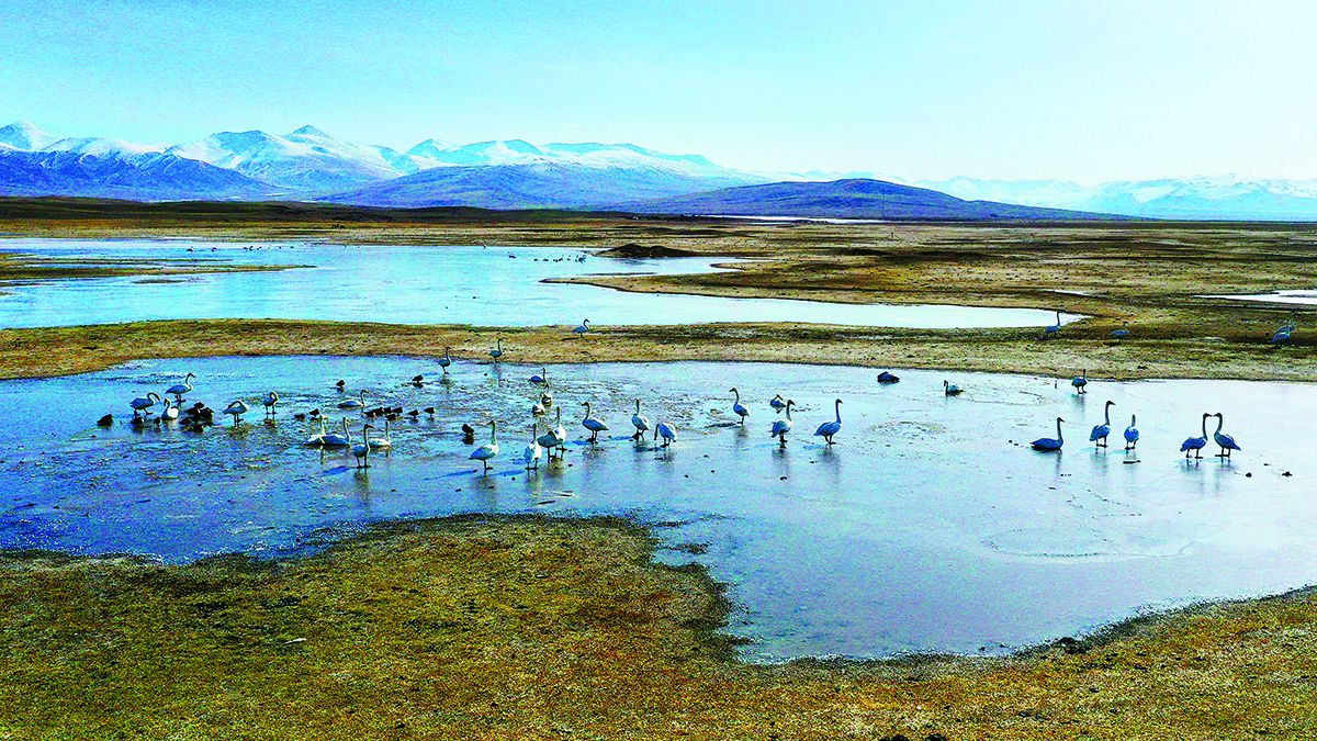 Entre 8.000 y 10.000 cisnes visitan la Reserva Natural Nacional de Bayanbulak cada año. PARA USO DE CHINA DAILY