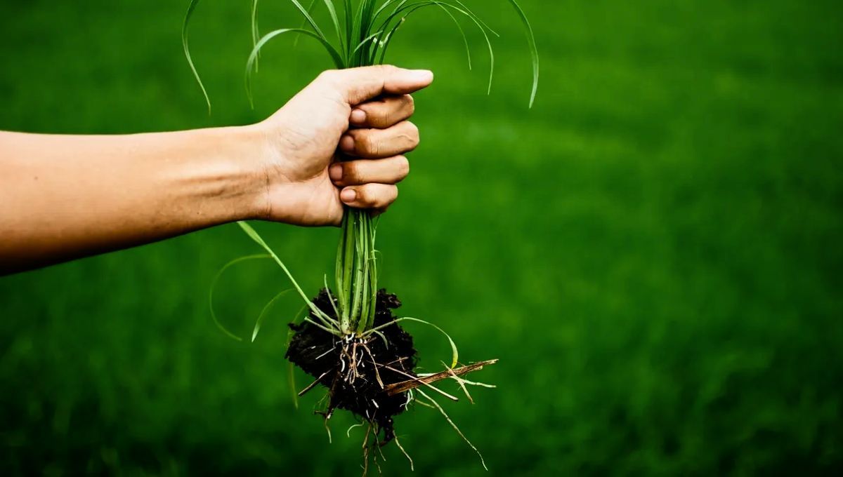 Las malezas del jardín pueden ser eliminadas a través de un famoso ingrediente de cocina.