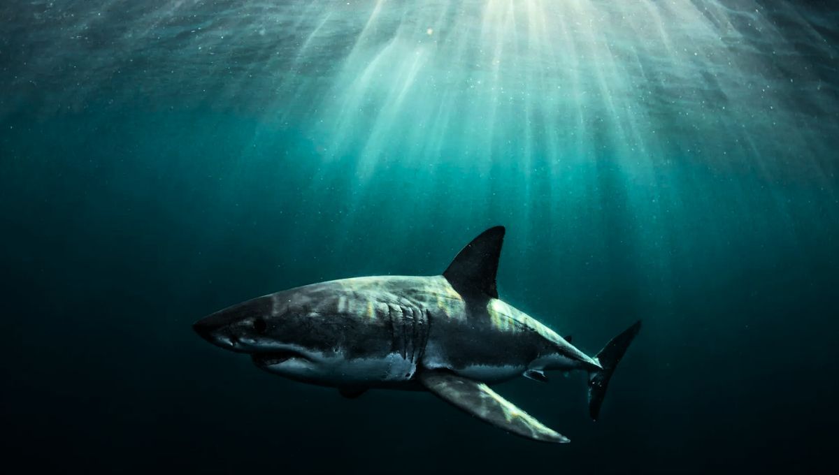 Un descubrimiento aterrador: el tiburón blanco, cada vez más presente en Estados Unidos