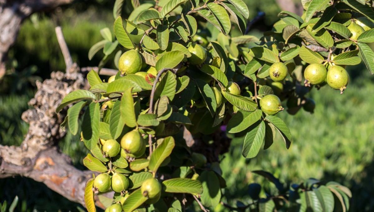 El árbol perfecto para el jardín de casa: no agrieta el suelo, da mucha sombra y frutos