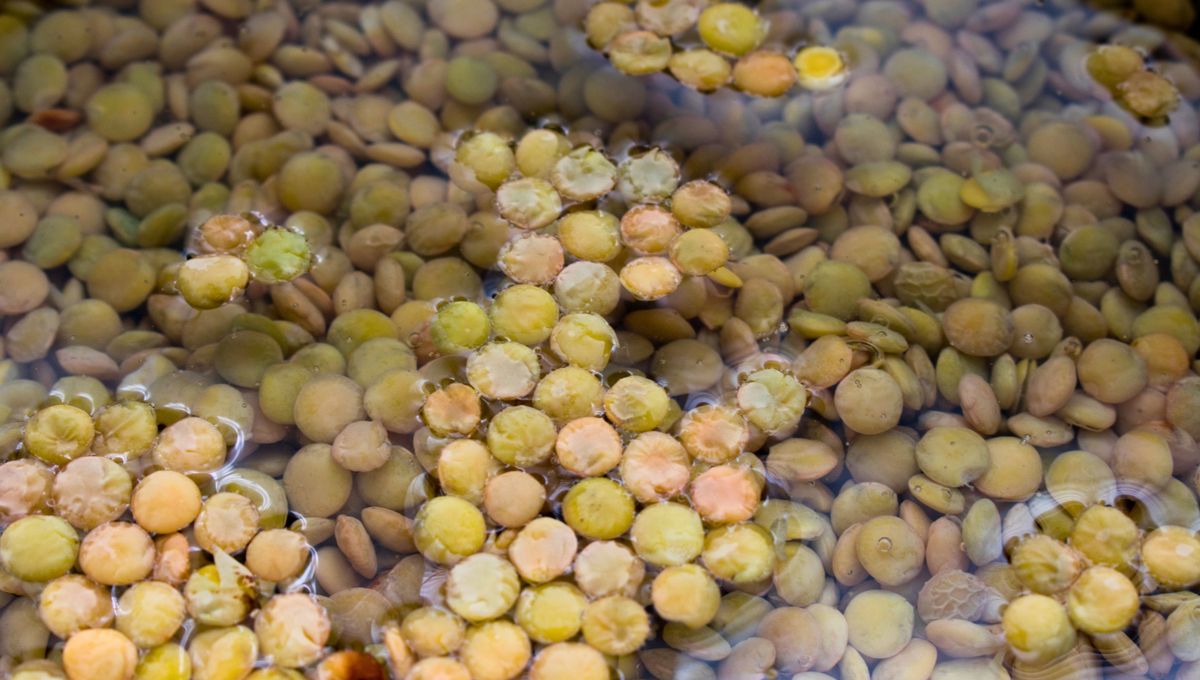 Las lentejas son un alimento nutritivo perfecto para recetas saladas como guisos, hamburguesas y ensaladas&nbsp;