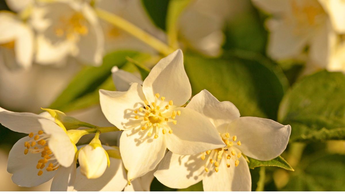 Si sumas la canela a los cuidados de tu jazmín, verás crecer sus flores en cuestión de días. Si sumas la canela a los cuidados de tu jazmín, verás crecer sus flores en cuestión de días.