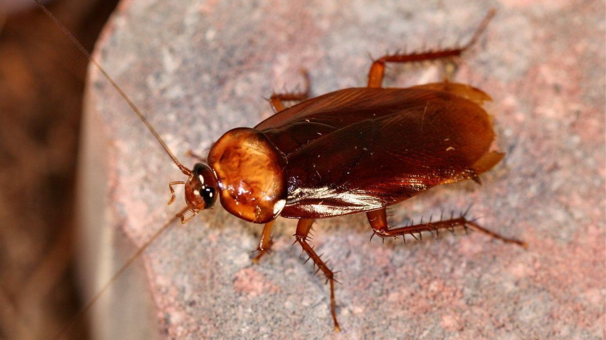 Las cucarachas aparecen en tu casa atraídas por diferentes factores. Las cucarachas aparecen en tu casa atraídas por diferentes factores.