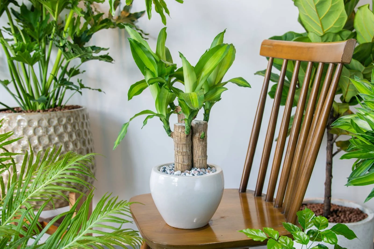 Esta planta es ideal para las personas que tienen poca experiencia en el jardín. Imagen: Freepik