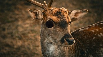 Venado Tuerto: la ciudad argentina que carga un insólito nombre inspirado en una leyenda Venado Tuerto: la ciudad argentina que carga un insólito nombre inspirado en una leyenda