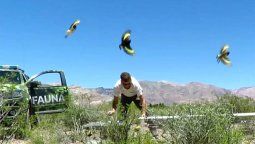 Liberan 50 aves silvestres recuperadas en un operativo
