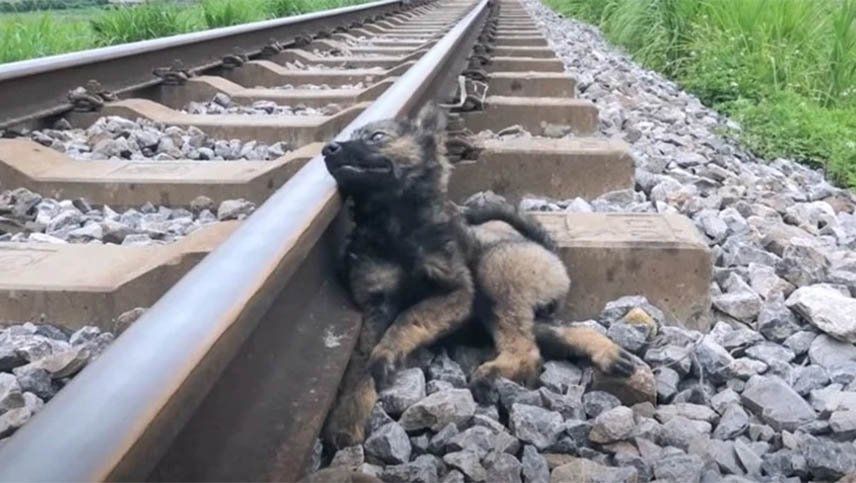 Encontró un perro muy lastimado sobre las vías y le salvó la vida