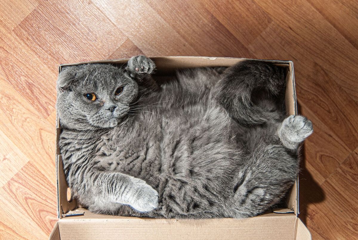 Por qué a los gatos les gustan tanto las cajas de cartón, según un estudio Por qué a los gatos les gustan tanto las cajas de cartón, según un estudio