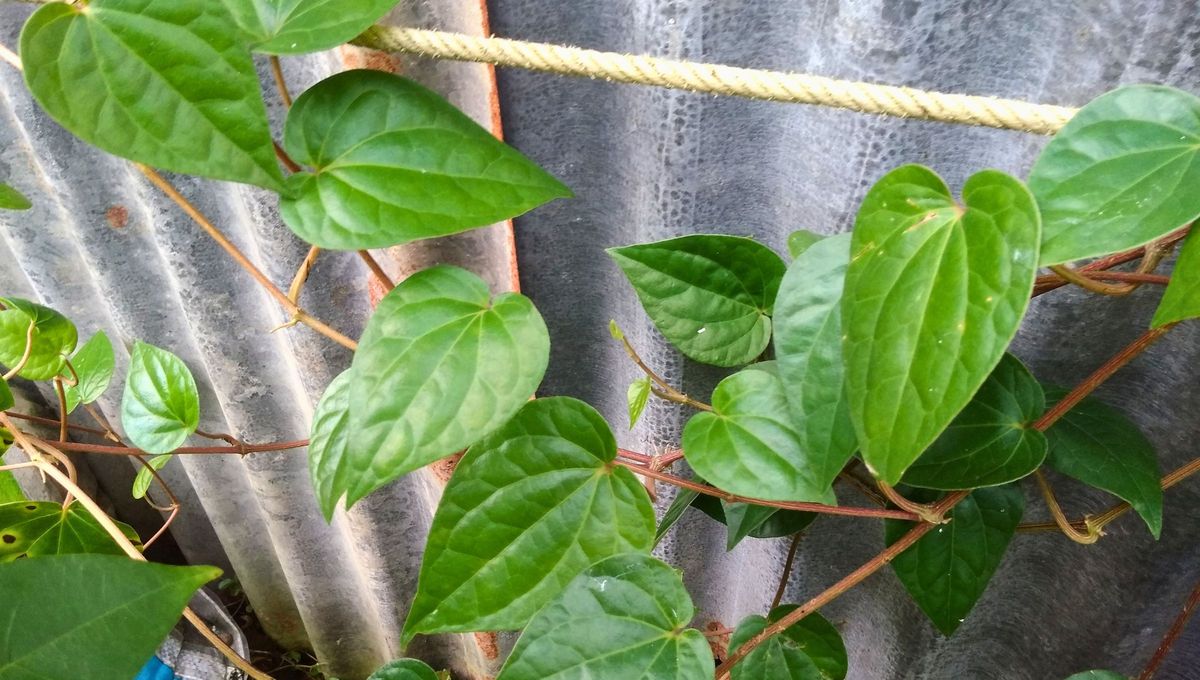 Piper auritum u hoja santa.