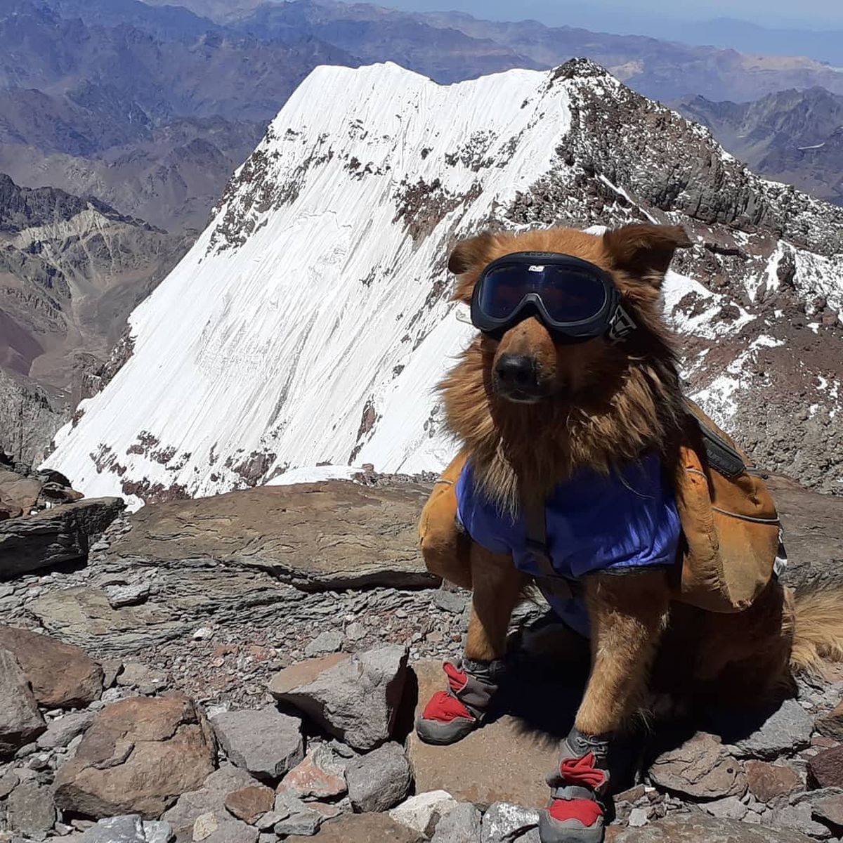 Oro, en la cumbre del cerro Aconcagua. Murió en el 2020, luego de años de ser incondicional con Nacho Lucero. Oro, en la cumbre del cerro Aconcagua. Murió en el 2020, luego de años de ser incondicional con Nacho Lucero.