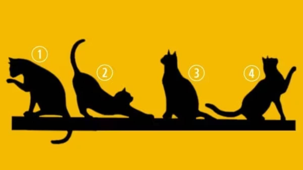 Test de personalidad: elegí un gato y conocé tu propósito de vida.