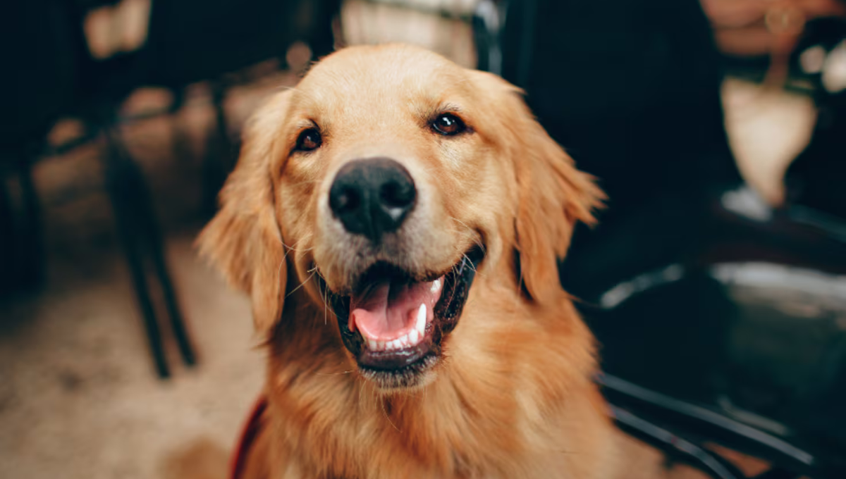 Por qué mi perro mueve la cola cuando lo miro