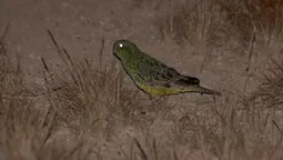 El loro nocturno es una de las especies más amenazadas del mundo. El loro nocturno es una de las especies más amenazadas del mundo.