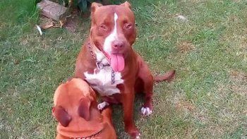 Pitbull salvó a una mujer y su bebé de morir en un incendio