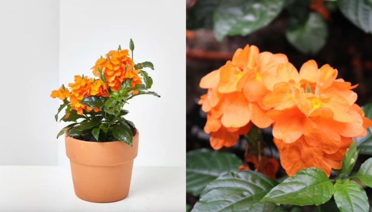 La crossandra se puede cultivar en interiores o exteriores. La crossandra se puede cultivar en interiores o exteriores.