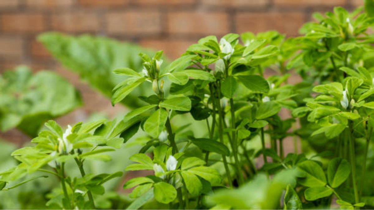 Esta planta es un tesoro para cualquier jardín.