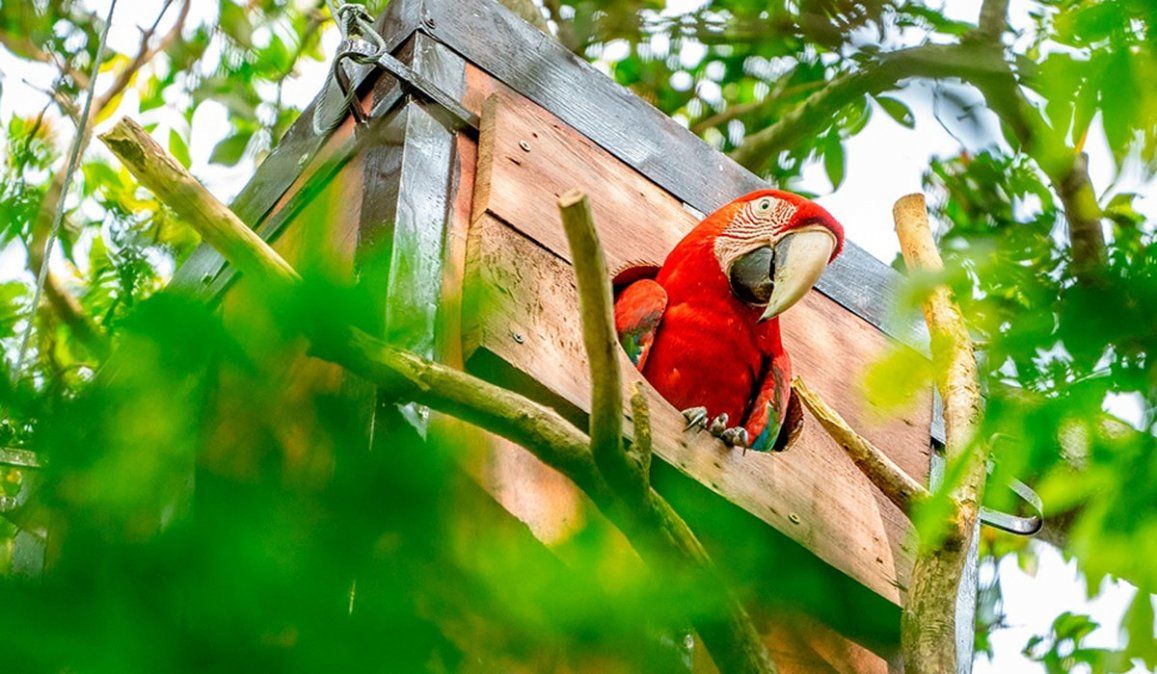 Vuelan en Corrientes guacamayos rojos, una especie que estaba extinta hace más de 170 años
