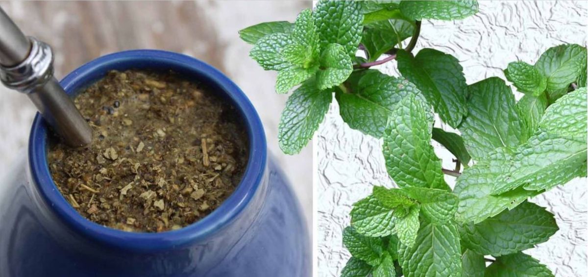 Alimento saludable. Beneficios de tomar mate con menta. Alimento saludable. Beneficios de tomar mate con menta.