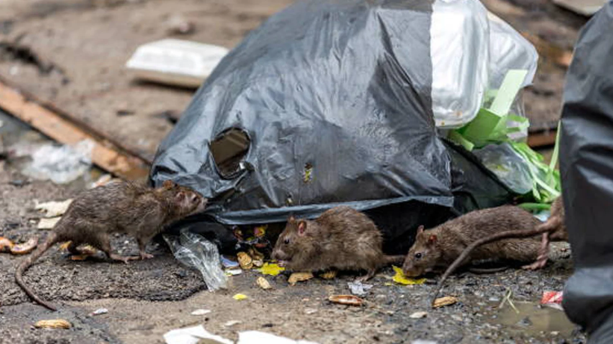 La plaga de ratas puede ser peligroso para la salud. La plaga de ratas puede ser peligroso para la salud.