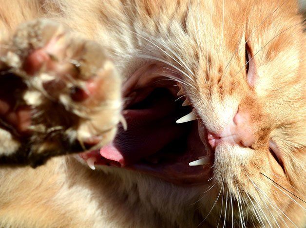 Por accidente le pisó la cola a su gato, este enloqueció y debieron llamar a la policía