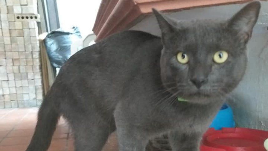 La dueña de un gatito descubrió la verdad: su mascota tenía una doble vida