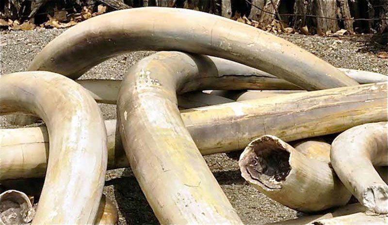 Tailandia confiscó 87 colmillos de marfil africano