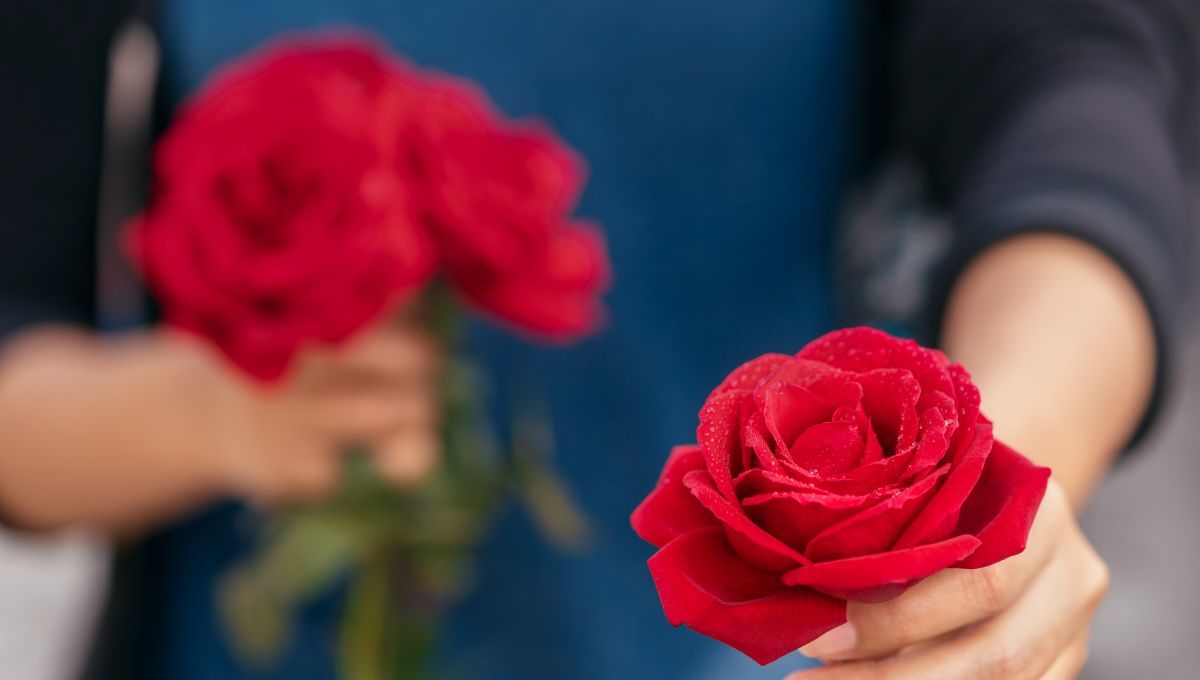 Qué significa que te regalen rosas según su color y especie