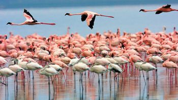 La Laguna de Llancanelo ya es parte de la Red Hemisférica de Reservas para Aves Playeras La Laguna de Llancanelo ya es parte de la Red Hemisférica de Reservas para Aves Playeras