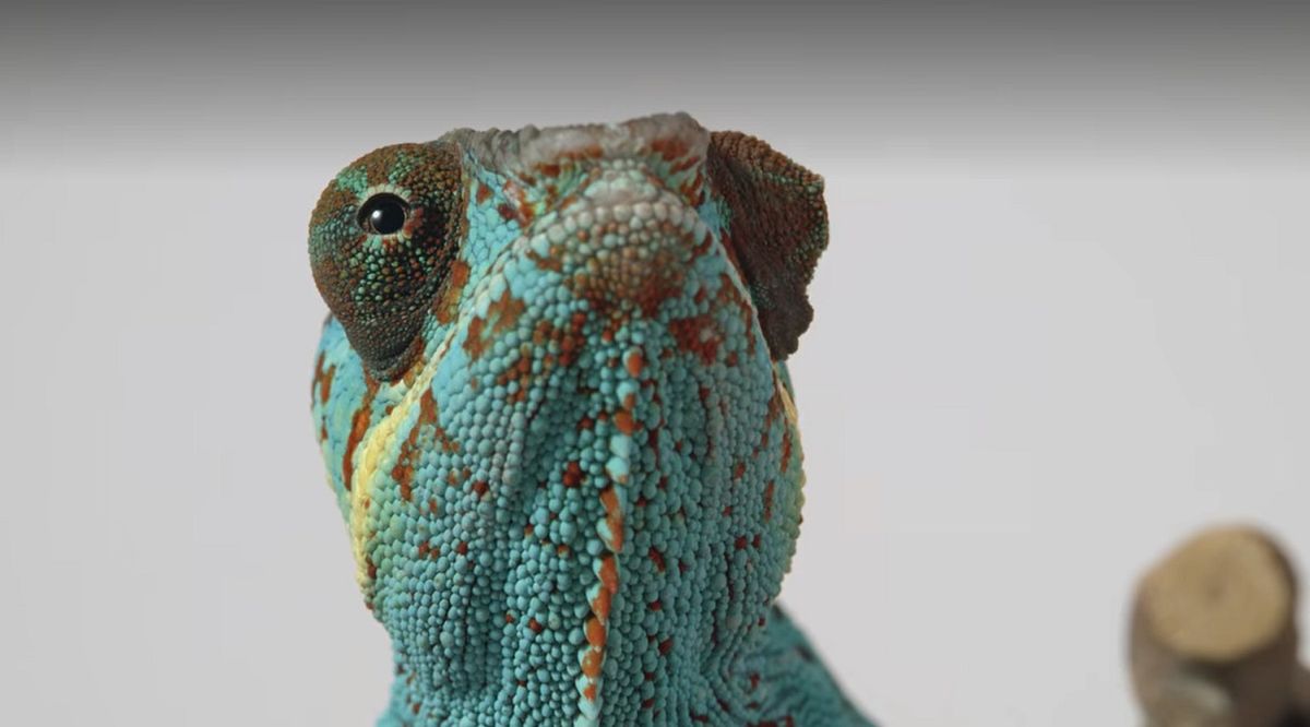 El camaleón es uno de los protagonistas de Secretos de las mascotas en Netflix