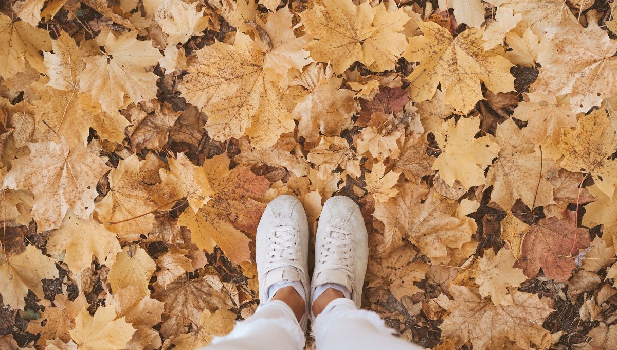 En otoño se usan perfumes o fragancias más cálidas, envolventes y sofisticadas En otoño se usan perfumes o fragancias más cálidas, envolventes y sofisticadas