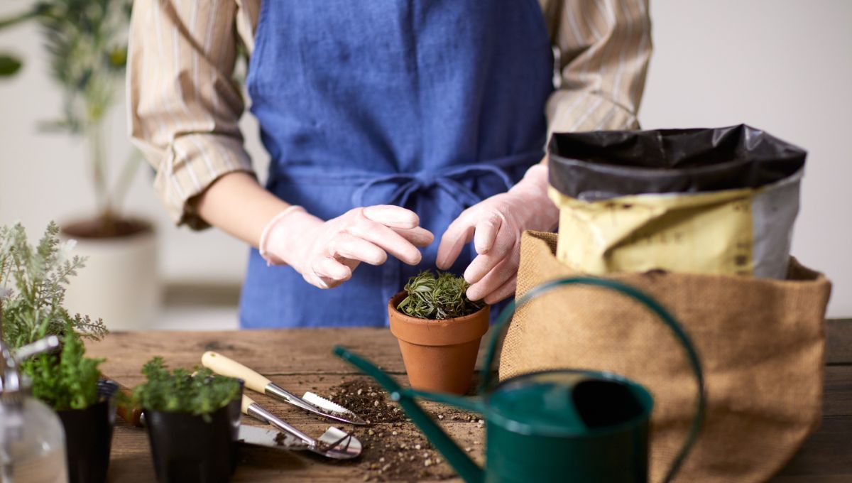 Suculenta. Suculenta. 