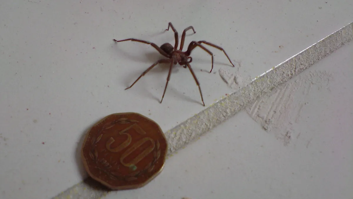 La araña violinista es una de las plagas más peligrosas dentro de los hogares La araña violinista es una de las plagas más peligrosas dentro de los hogares