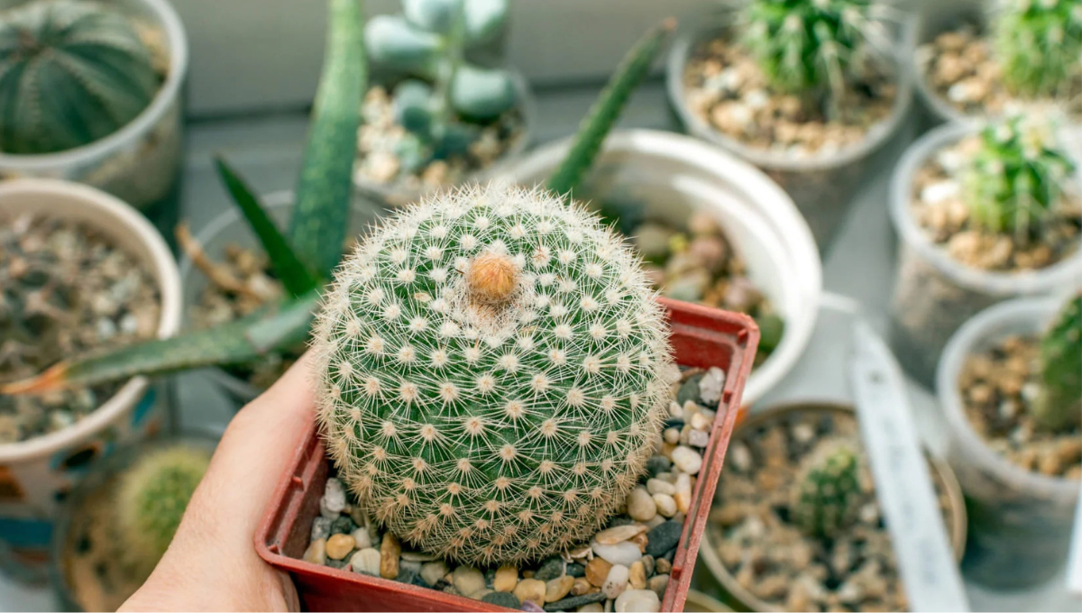 Feng Shui: dónde poner el cactus para atraer abundancia