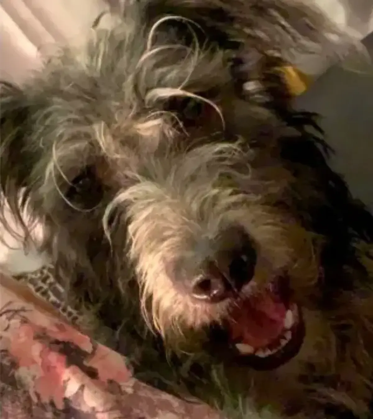 La perra que mat&oacute; a su humana.