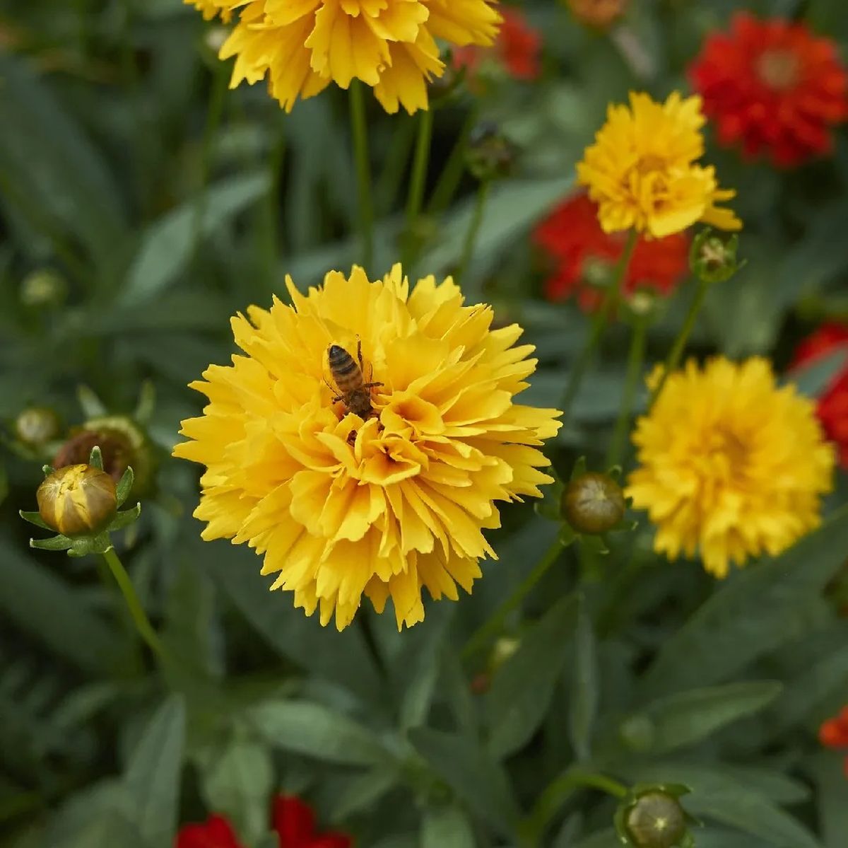 Esta planta proporciona una brillante exhibición floral amarilla desde finales de la primavera hasta principios del verano. Esta planta proporciona una brillante exhibición floral amarilla desde finales de la primavera hasta principios del verano.