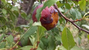 Mendoza declaró la emergencia agropecuaria por heladas y granizo para asistir a productores afectados Mendoza declaró la emergencia agropecuaria por heladas y granizo para asistir a productores afectados