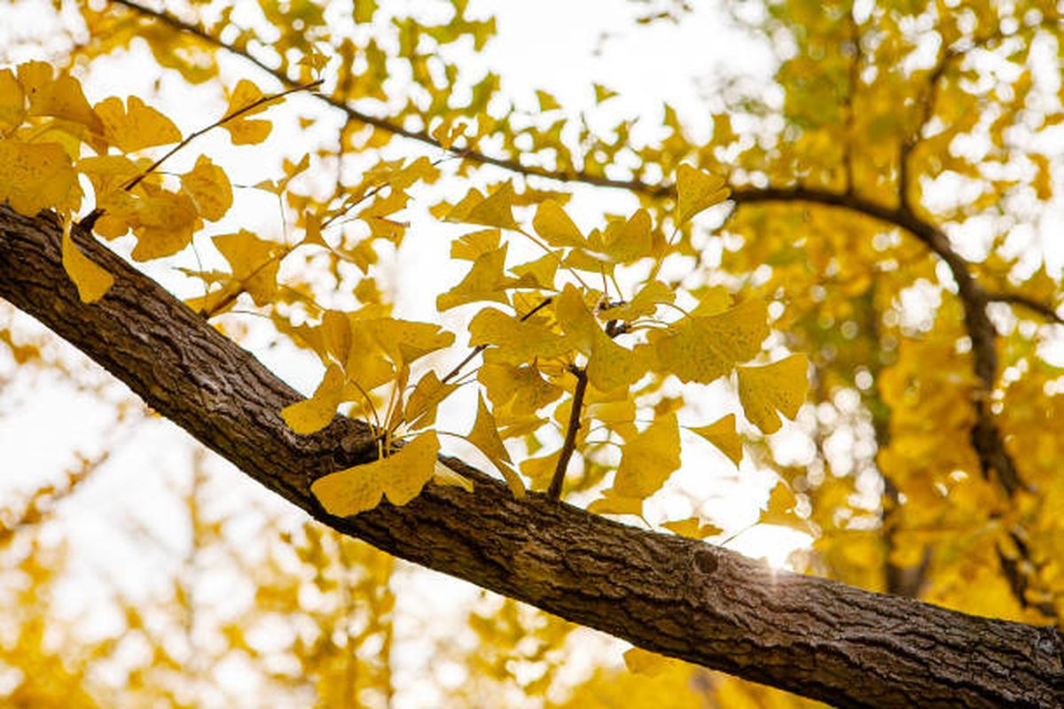 Este árbol milenario es originario de China. Este árbol milenario es originario de China.