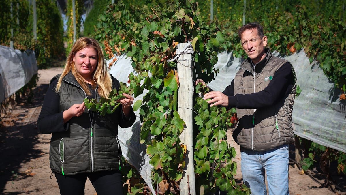 La investigación para descifrar el genoma del malbec se desarrolló durante tres años y se estudiaron 27 clones de la emblemática cepa local. La investigación para descifrar el genoma del malbec se desarrolló durante tres años y se estudiaron 27 clones de la emblemática cepa local.