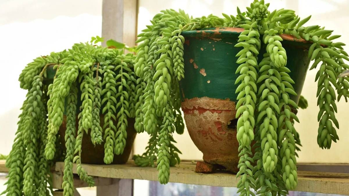 7 plantas ideales para espacios pequeños y muy fáciles de cuidar