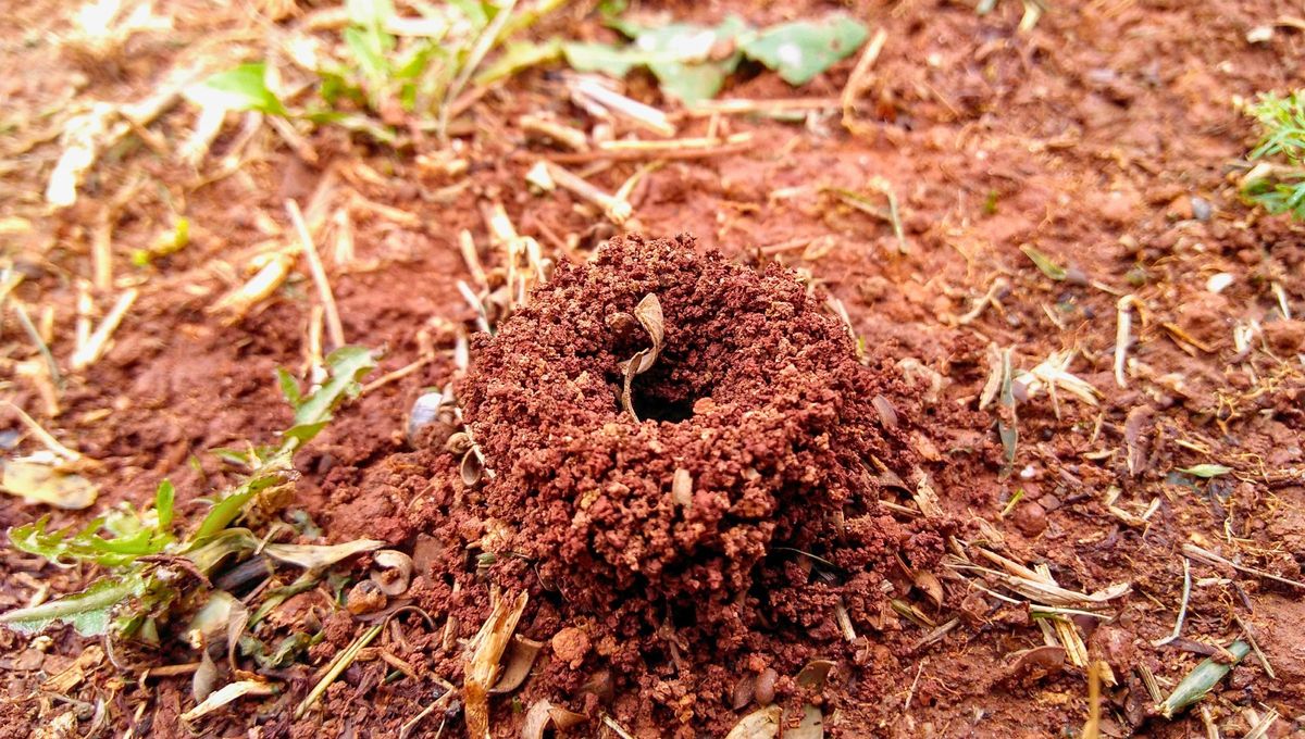 Es normal que haya hormigueros en el jardín de casa o alrededores. Es normal que haya hormigueros en el jardín de casa o alrededores.